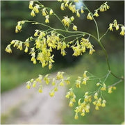 wildflower Lila Meadow Rue Seeds