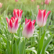 Lily-Flowered Tulip Seeds - Flower Plant