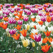 Lily-Flowered Tulip Seeds - Flower Plant