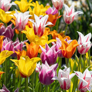 Lily-Flowered Tulip Seeds - Flower Plant