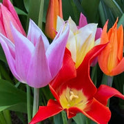 Lily-Flowered Tulip Seeds - Flower Plant