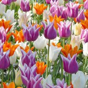 Lily-Flowered Tulip Seeds