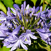 Lily of the Nile Seeds