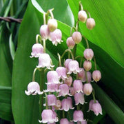 Pink Lily of the Valley Seeds