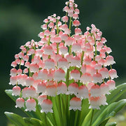 Pink Lily of the Valley Seeds