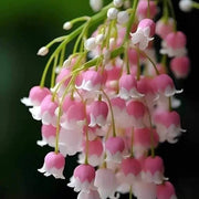 Pink Lily of the Valley Seeds