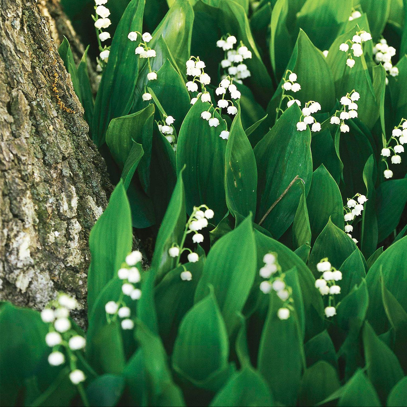 Lily of the Valley Seeds – Convallaria majalis