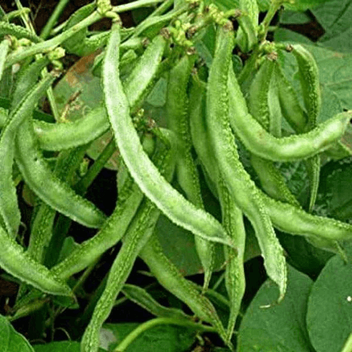 Bush Lima Bean Seeds