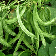 Bush Lima Bean Seeds