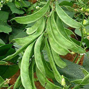 Bush Lima Bean Seeds