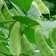 Bush Lima Bean Seeds