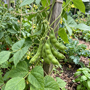 Lima Bean Seeds – Phaseolus lunatus