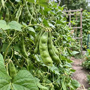 Lima Bean Seeds – Phaseolus lunatus