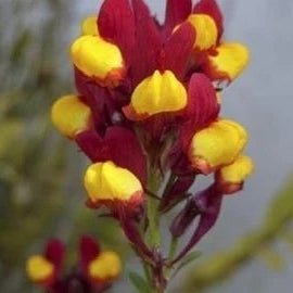 Flamenco Bi-Color Linaria Seeds