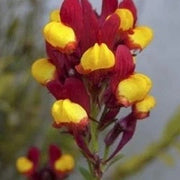 Flamenco Bi-Color Linaria Seeds