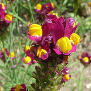 Flamenco Bi-Color Linaria Seeds