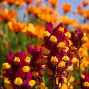 Flamenco Bi-Color Linaria Seeds