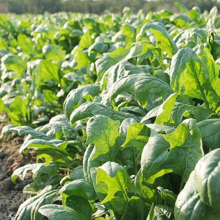 Lincolnshire Spinach Seeds - Vegetable Plant