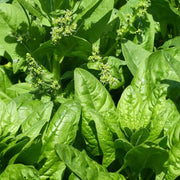 Lincolnshire Spinach Seeds