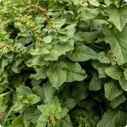 Lincolnshire Spinach Seeds - Vegetable Plant