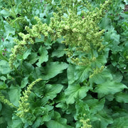 Lincolnshire Spinach Seeds - Vegetable Plant