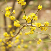 Lindera Benzoin Spicebush Seeds, Herbal