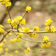 Lindera Benzoin Spicebush Seeds, Herbal
