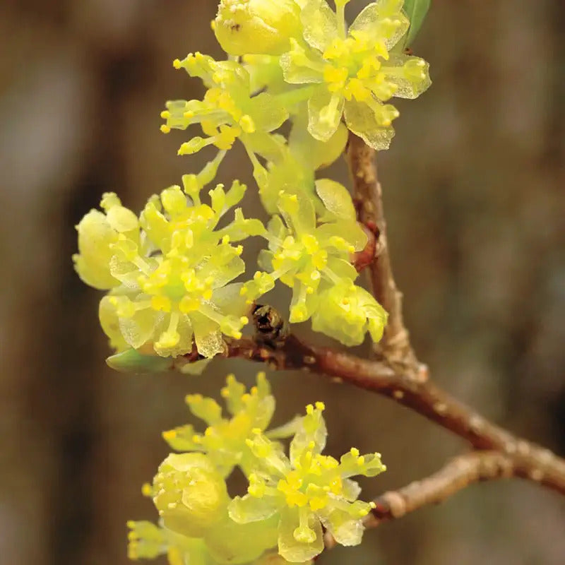 Lindera Benzoin Spicebush Seeds, Herbal
