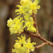 Lindera Benzoin Spicebush Seeds, Herbal