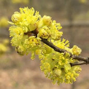 Lindera Benzoin Spicebush Seeds, Herbal