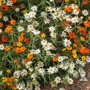 Linearis Mix Zinnia Seeds