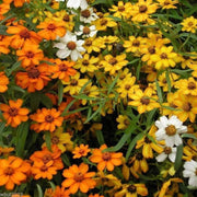 Linearis Mix Zinnia Seeds
