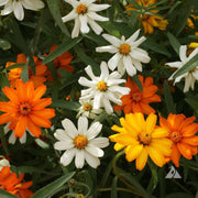 Linearis Mix Zinnia Seeds