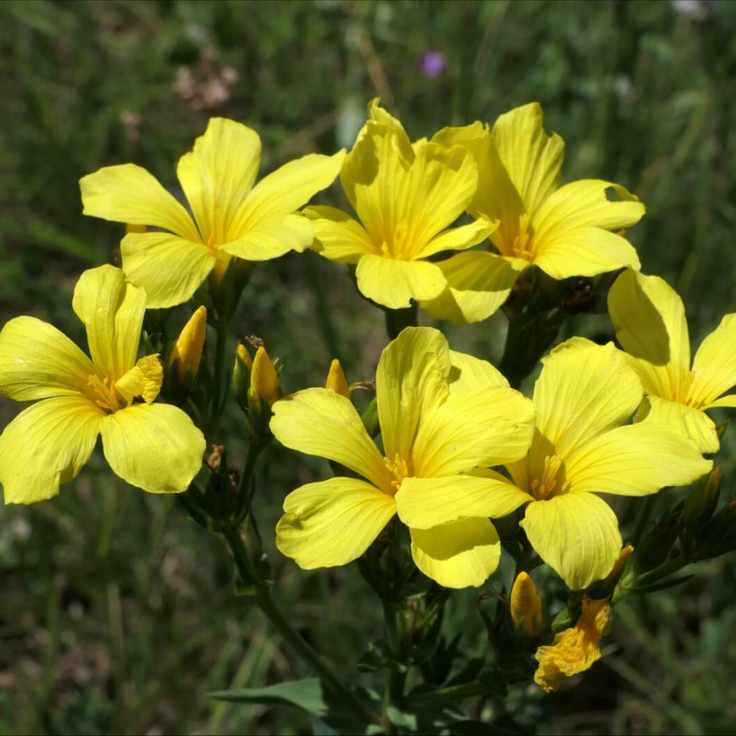 Wildflower Mix Linum Flavum Seeds