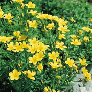 Wildflower Mix Linum Flavum Seeds
