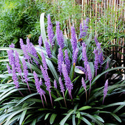 Lilyturf Seeds, Liriope muscari