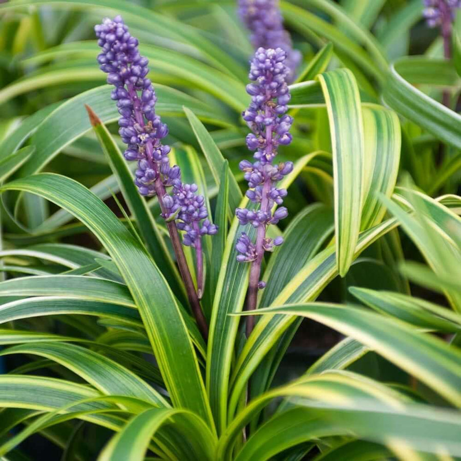 Lilyturf Seeds, Liriope muscari