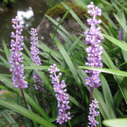 Lilyturf Seeds, Liriope muscari