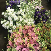 Floral Mix Lisianthus Seeds