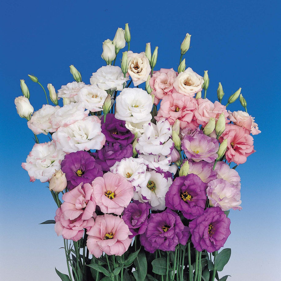 Mixed Colors Lisianthus Seeds