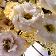 Lisianthus Seeds - for Home Gardens Seeds