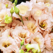 Lisianthus Seeds - for Home Gardens Seeds
