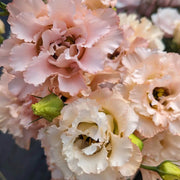 Lisianthus Seeds - for Home Gardens Seeds