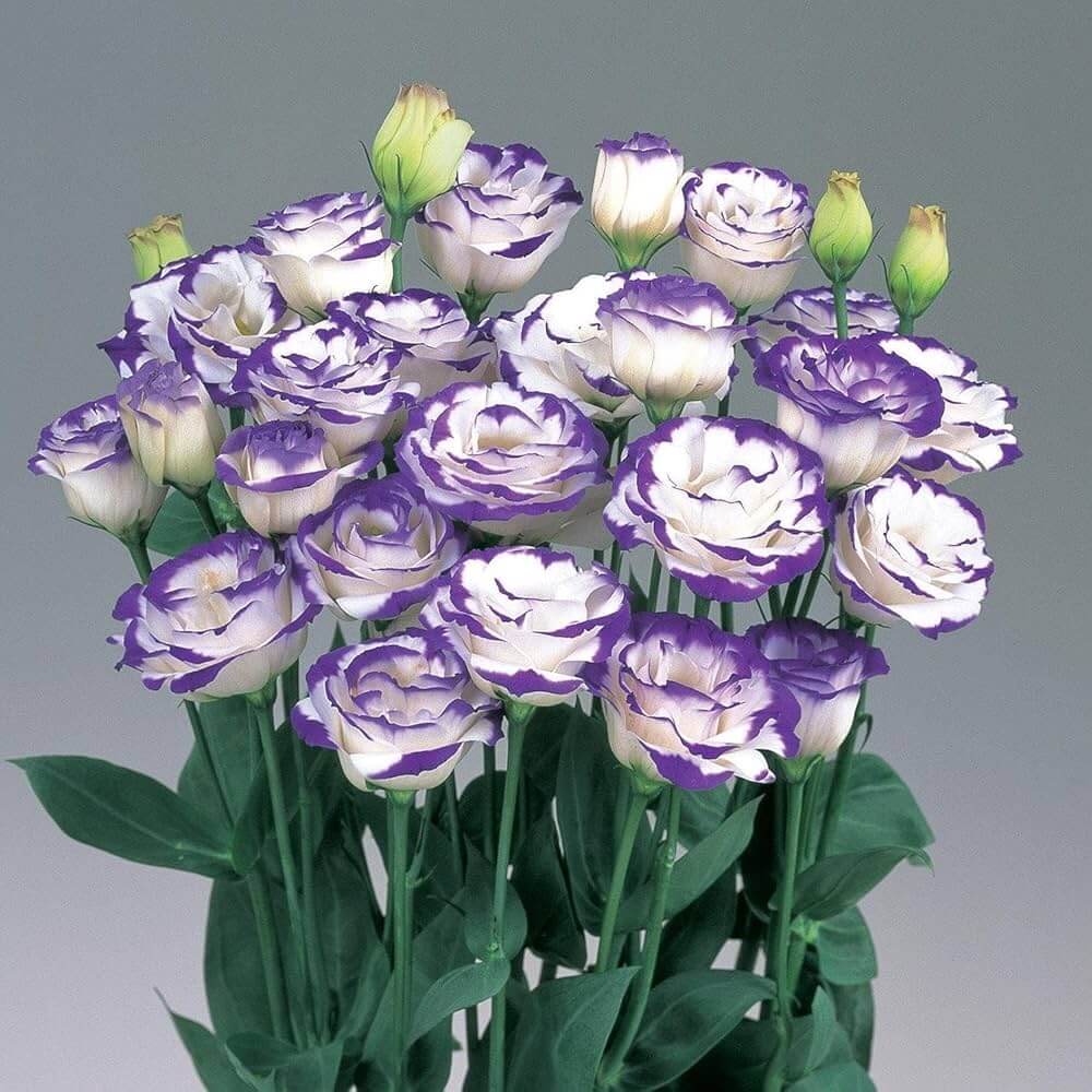 Premium Lisianthus Seeds