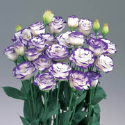 Premium Lisianthus Seeds