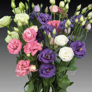 Premium Lisianthus Seeds