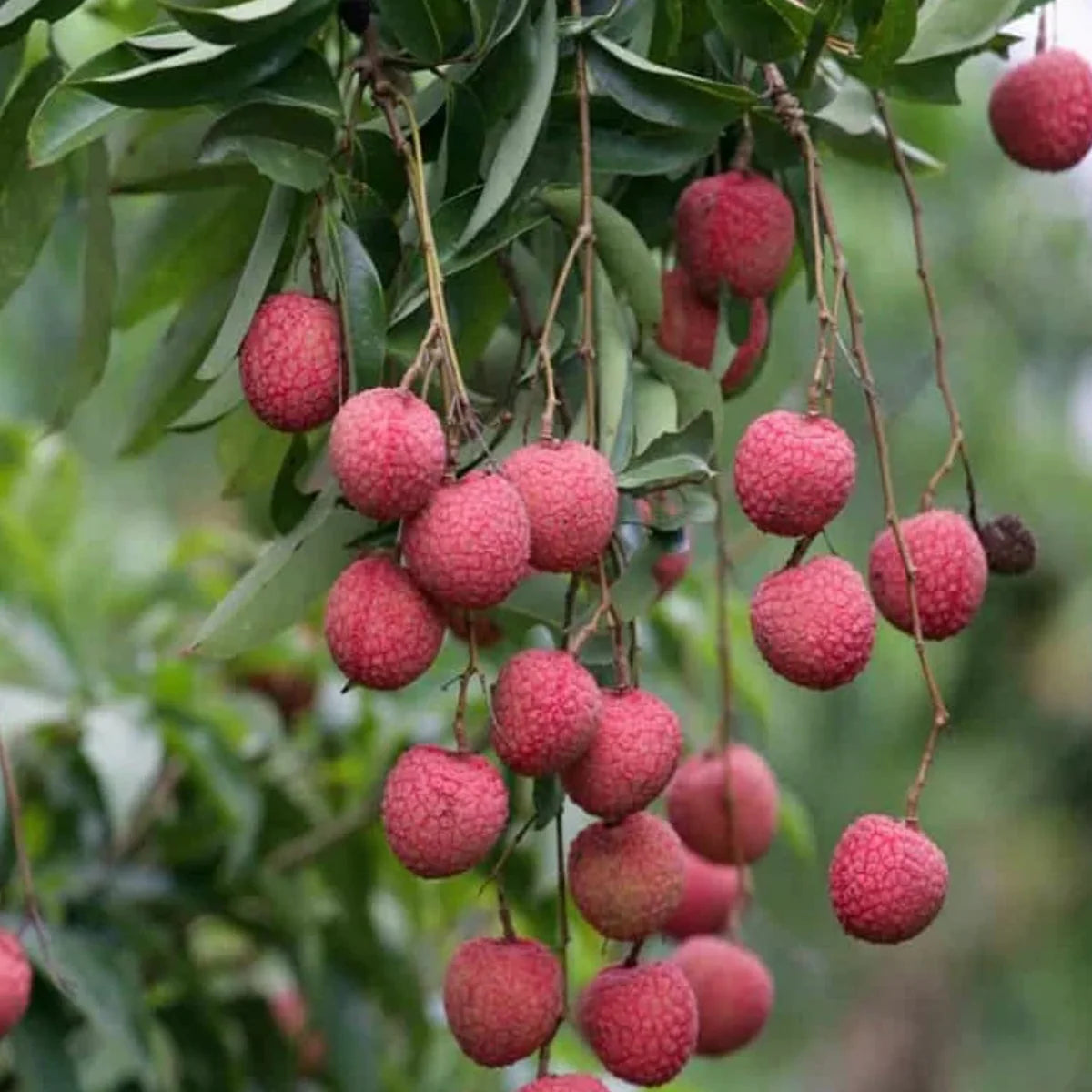 Litchi Seeds, Litchi chinensis Fruit Seeds