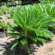 Living Fossil Plant Seeds - Tropical Ornamental Palm Seeds for Planting