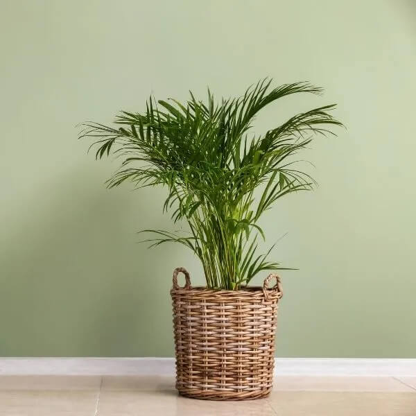 Living Fossil Plant Seeds - Tropical Ornamental Palm Seeds for Planting