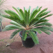 Living Fossil Plant Seeds - Tropical Ornamental Palm Seeds for Planting